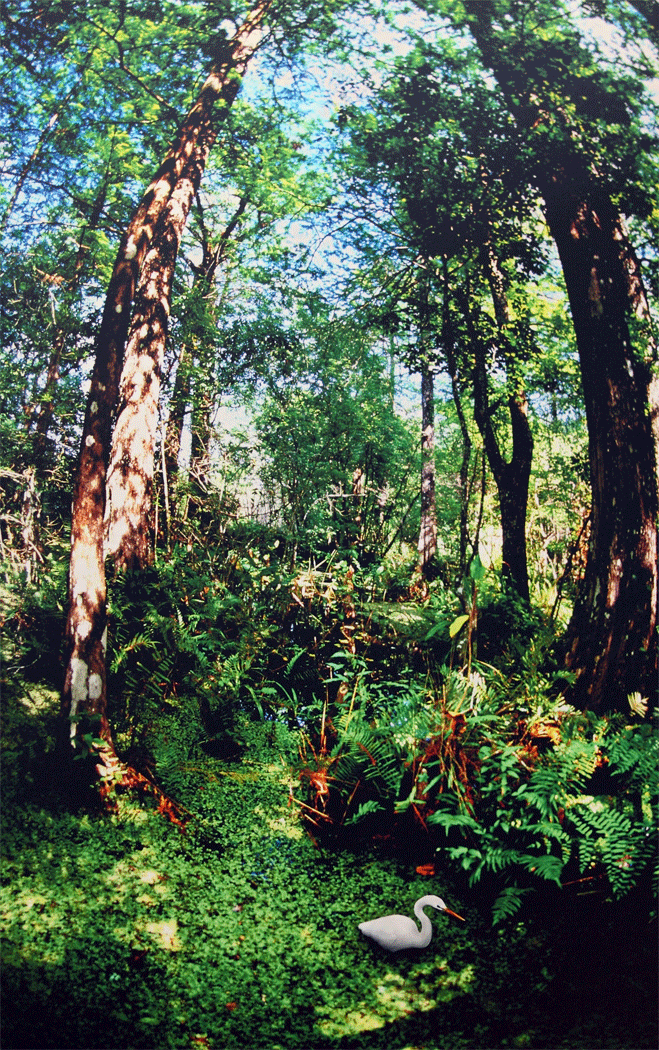 Emerald Dreams Egret in forest - Corkscrew Swamp Sanctuary
