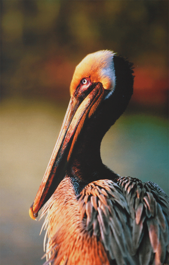 Painted Light Brown Pelican - Sanibel
